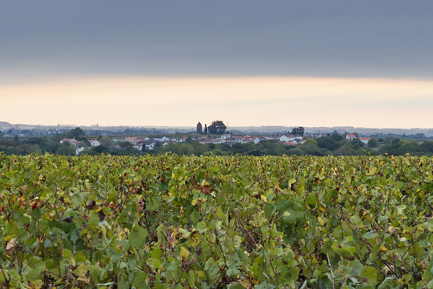 muscadet, muscadet sur lie, Pays Nantaise, Haute Févrie, wijngaard