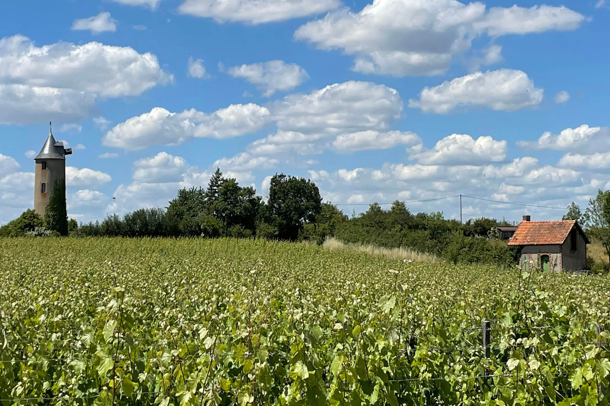 Les Vignes du Fresche, Anjou, chenin